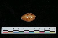 藏品(山貓寶螺)的圖片